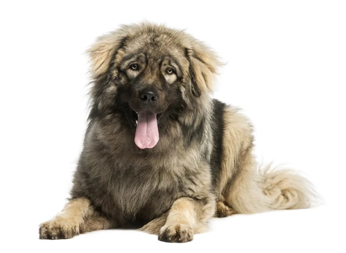 Happy dog with its owner in Missouri